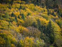Herbstwald im Teleblick